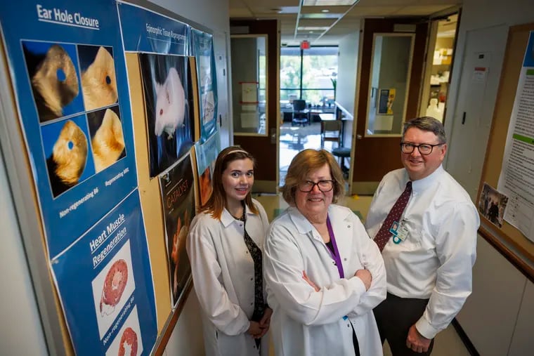 At Lankenau Institute for Medical Research, Ellen Heber-Katz (center) has discovered how to regenerate damaged nerves and other wounds in lab animals without scarring, such as the holes in the mouse ears in the poster at left. Also shown: research assistant Alexis Mengel and institute chief executive officer George Prendergast.