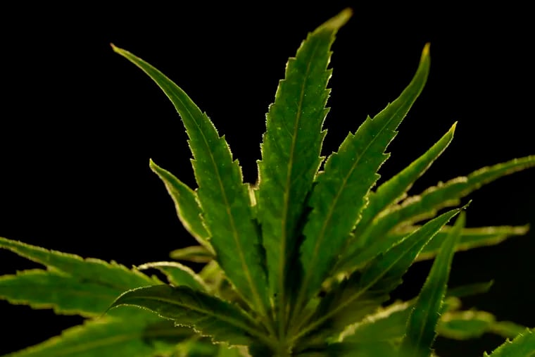 A marijuana plant is seen at the Compassionate Care Foundation's grow house, Friday, March 22, 2019, in Egg Harbor Township, N.J. (AP Photo/Julio Cortez)