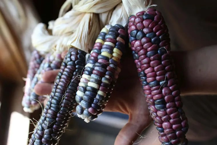 Rebecca Yoshino, director of the Shakopee Mdewakanton's gardens, holds Dakota Corn in her hands Aug. 19, 2014 in Shakopee, Minn. American Indians are tackling obesity and diabetes by embracing ancient foods. (Kyndell Harkness/Minneapolis Star Tribune/MCT)