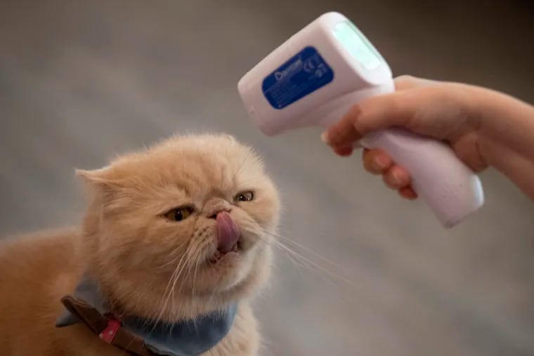 The owner of a cat cafe checks the temperature of one of her cats in Bangkok, Thailand.