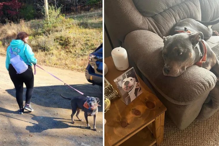A Pennsylvania dog was adopted after seven years of waiting at the shelter. Her new owner found the dog wearing her late pet's bandanna, which she had donated months earlier. Their story is now going viral.