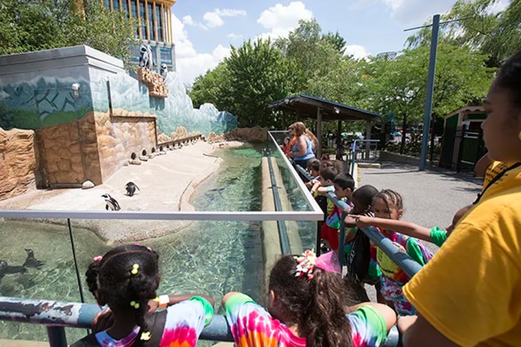 Penguins entertain visitors to the Adventure Aquarium's Penguin Island Thursday July 17, 2014. ( ED HILLE / Staff Photographer )