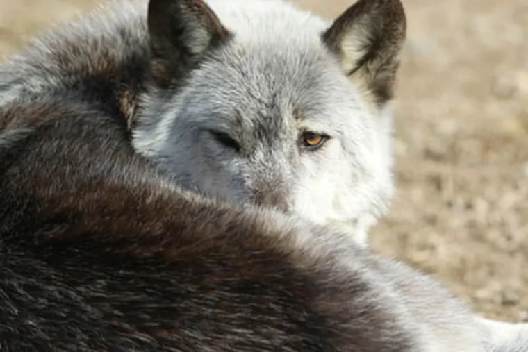 One of many grey wolves at the Pennsylvania Wolf Sanctuary in Lititz. (  DAVID SWANSON / Staff Photographer )
