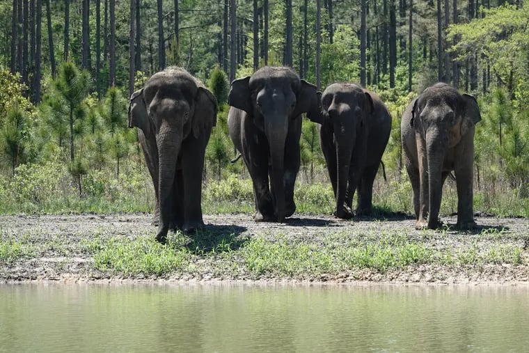 Former Ringling Bros. circus elephants began arriving at the White Oak Conservation center in April.