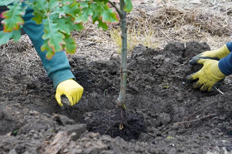 There are lots of groups that will give you a free tree to plant in your yard. No yard? You can also get one for the sidewalk in front of your house.