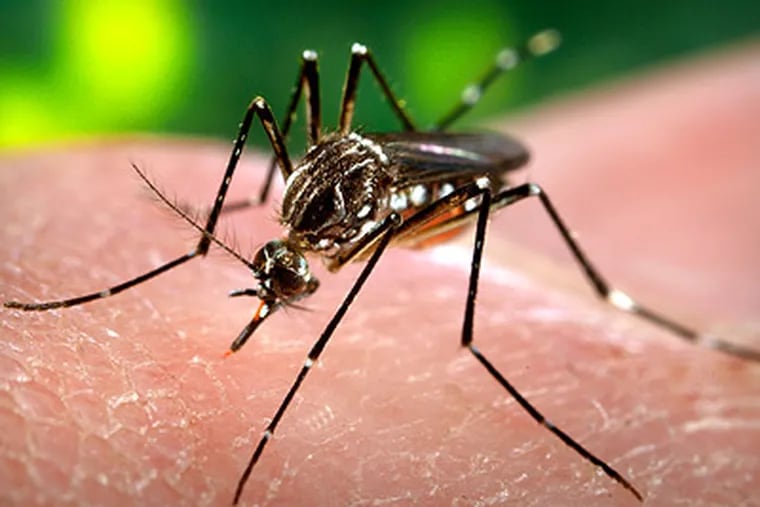 Last year, 1,262 mosquitoes and six humans were found virus-positive in 25 of the state's 67 counties. (AP Photo/Centers for Disease Control and Prevention, James Gathany)