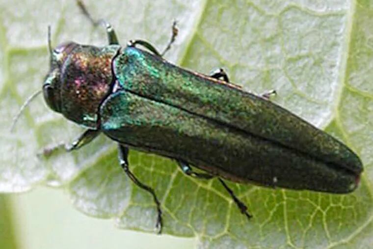 The emerald ash borer has destroyed more than 100 million ash trees in North America since first appearing in 2002.