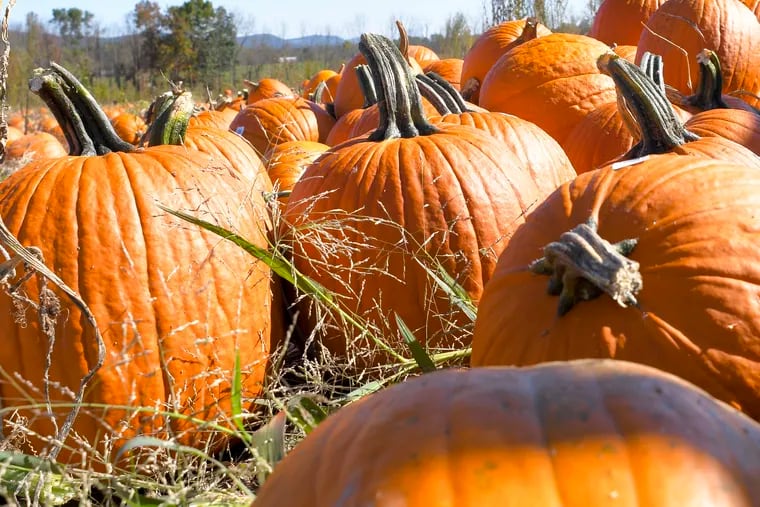 Like pumpkins, shown here in a Pennsylvania supplier's field, "Indian Summer" is an autumn staple.