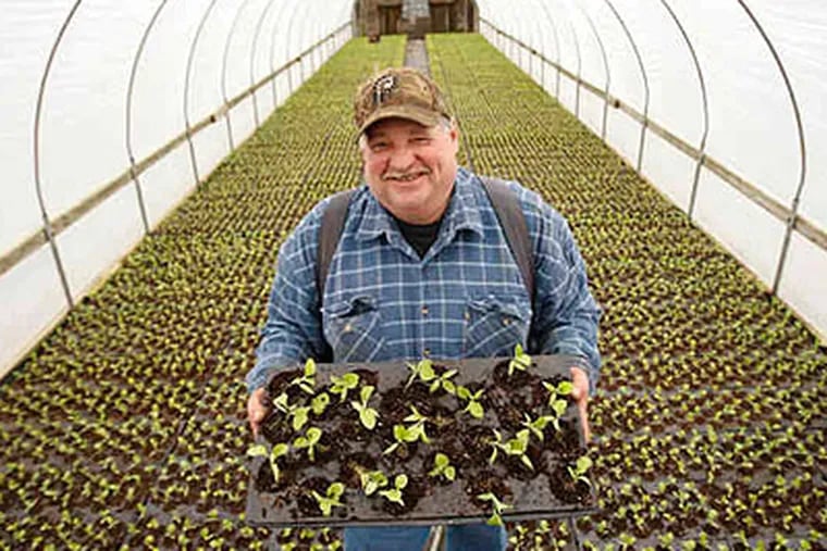 Kevin Flaim in a greenhouse full of eggplant seedlings on the family farm in Vineland, N.J. They will be planted in the farm's fields at the end of April.(Michael Bryant / Staff)
