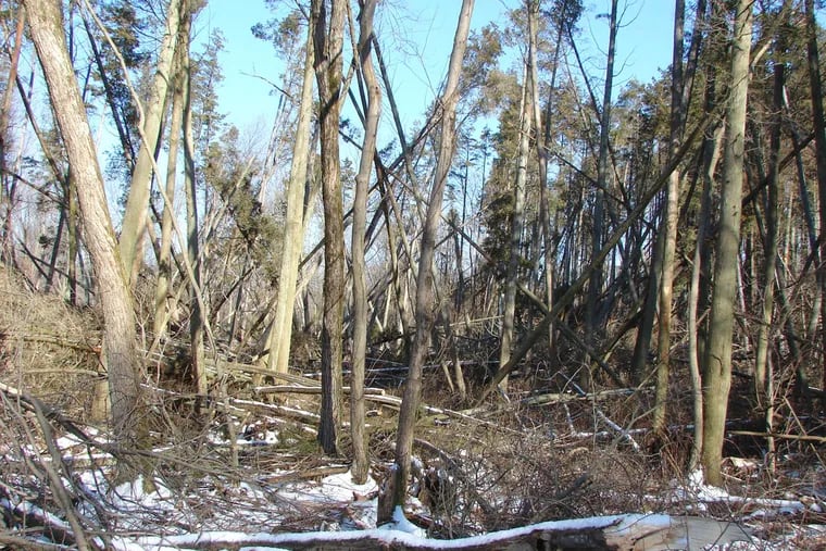 Wind-damaged cedar forest on unmanaged public land, which has resulted in the loss of valuable white cedar timber.