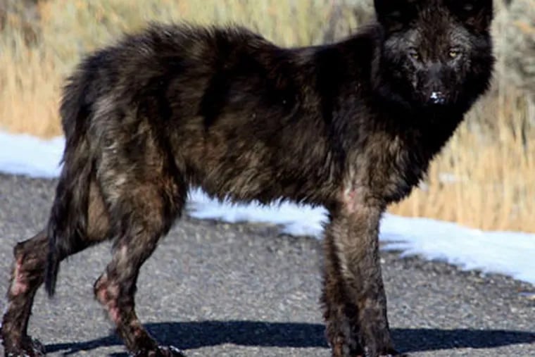 Pictured, a wolf pup with mange visible on its hind legs in Yellowstone National Park. Ecologists are realizing that pathogens are part of the environment and can cause animal populations to go through big oscillations.