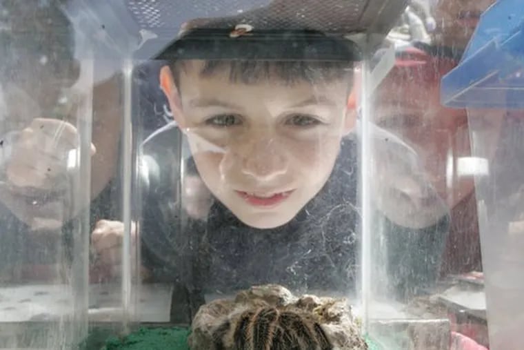 A child gets a close-up view of a tarantula, one of the many fascinating creatures the Insectarium brings to EarthFest each year.