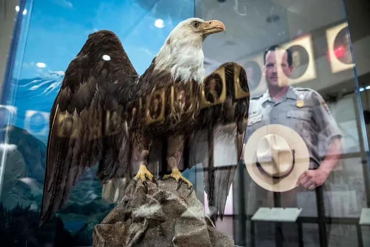 It is speculated that the unnamed American bald eagle displayed at the Second Bank of the United States was the Founding Fathers’ inspiration for making the bird the nation’s symbol.