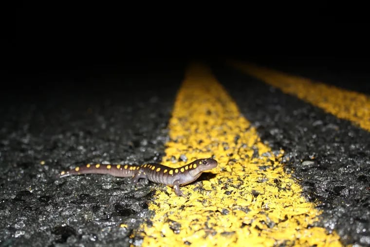 A spotted salamander crosses a road in New Jersey in 2012. Amphibians like the spotted salamander migrate on rainy nights in early spring when the temperature is above 45 degrees Fahrenheit.