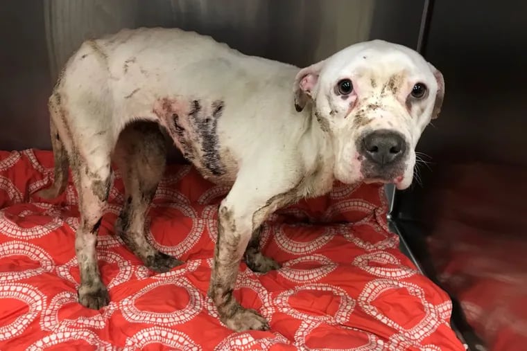 Woobie, thought to be about 2 years old, is a female pitbull mix found stabbed on Monday, March 5, 2017, near the Fern Rock Station in North Philadelphia.