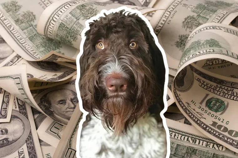 A Pittsburgh couple's Goldendoodle, Cecil, has gone viral after eating $4,000 in cash.