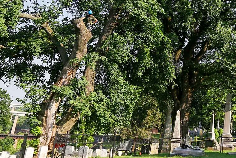 Arborists dismantle the Meade Norway maple tree at the Laurel Hill Cemetery on May 28, 2016.