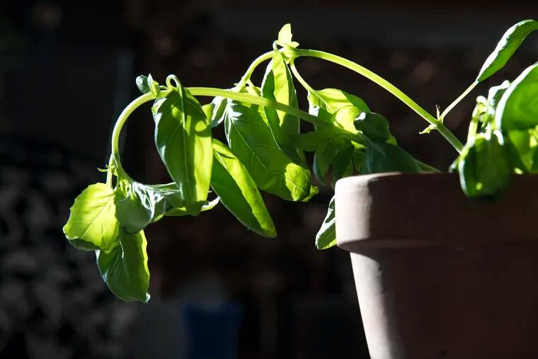 Cultivate those basil plants, going crazy in the hot and humid weather.