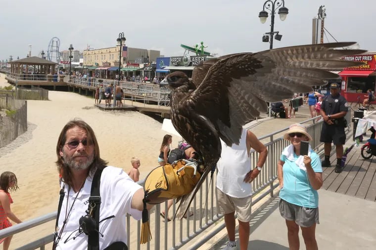 Erik Swanson, owner of East Coast Falcons, releases Tilda,  a gyrfalcon and prairie falcon hybrid, that is one of the birds in a city abatement program to chase seagulls off the beach and boardwalk in Ocean City, during a press conference Monday, Aug. 5, 2019.
