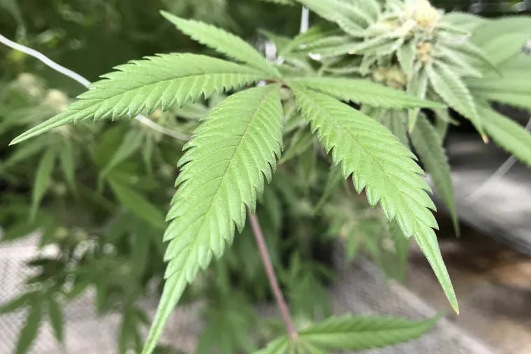 The leaves of a marijuana plant.