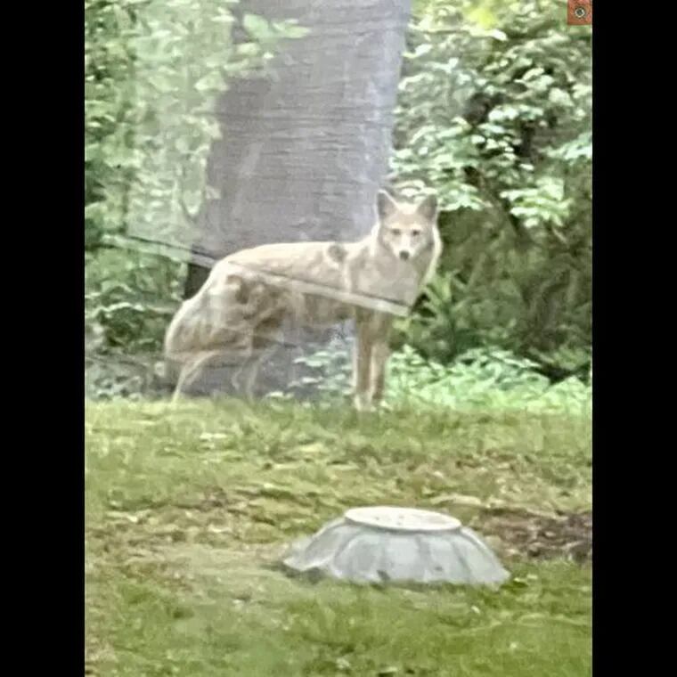 A photograph of a wild coyote believed to still be at large in the Marple Township area.