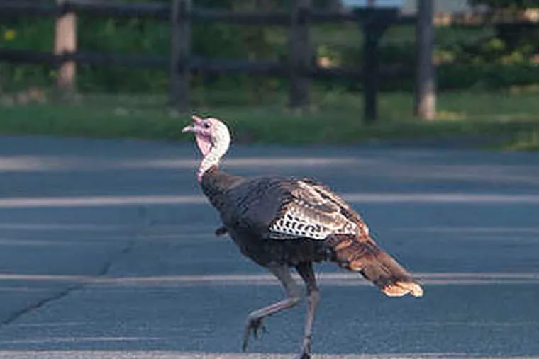 Turkeys do more than cross the road in Hainesport, where about 30 wild birds harass walkers and joggers. (Clem Murray / Staff Photographer)