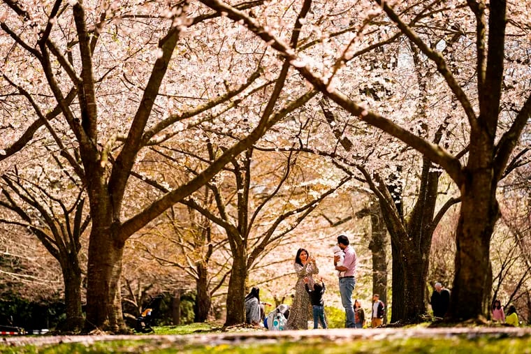 A family makes photographs beneath the cherry blossoms at the Fairmount Park Horticulture Center in 2022.