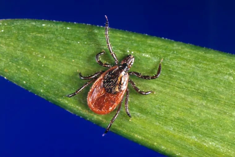 A blacklegged tick, also known as a deer tick, rests on a plant.