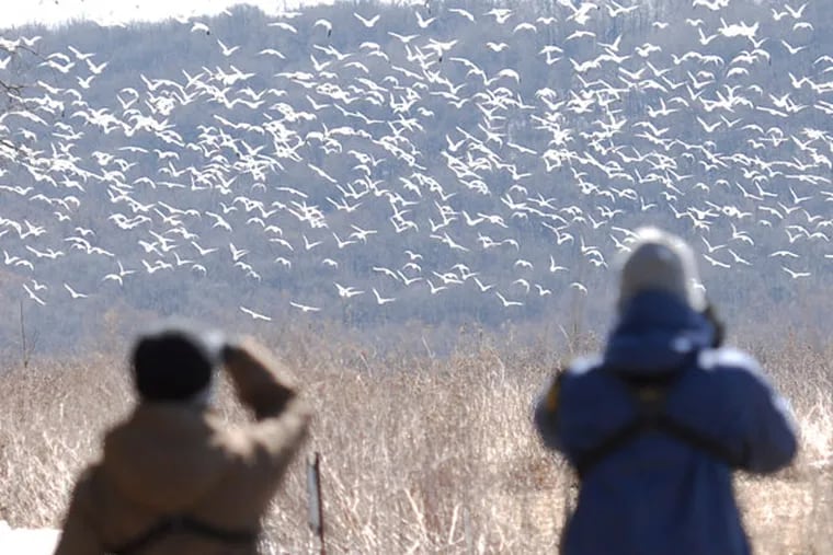 Pennsylvania Game Commission rangers estimate that over 65,000 migrating snow geese, tundra swans and ducks moved through the Middle Creek Wild Life Management area Thursday, March 19, 2015, in Stevens, Pa. (Bradley C Bower/For the Inquirer)