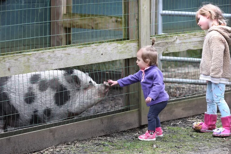 Last day of Paws Discovery Farm in Mt. Laurel  NJ on 02-26-2020ÑSavannah Pennington, 1 is touching a large pig next her sister Scarlett Pennington, They are with her mom, Giovanna Pennington form Deptford, NJ.