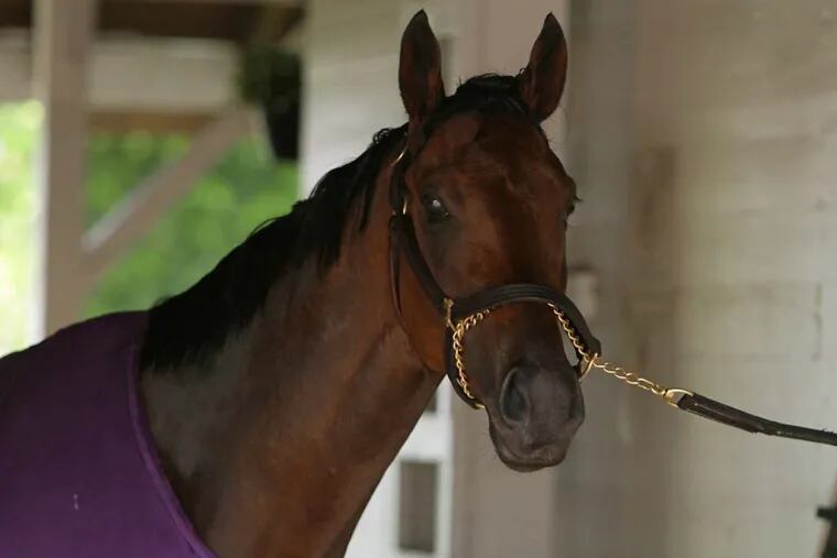 Kentucky Derby favorite Nyquist in his barn at Churchill Downs.