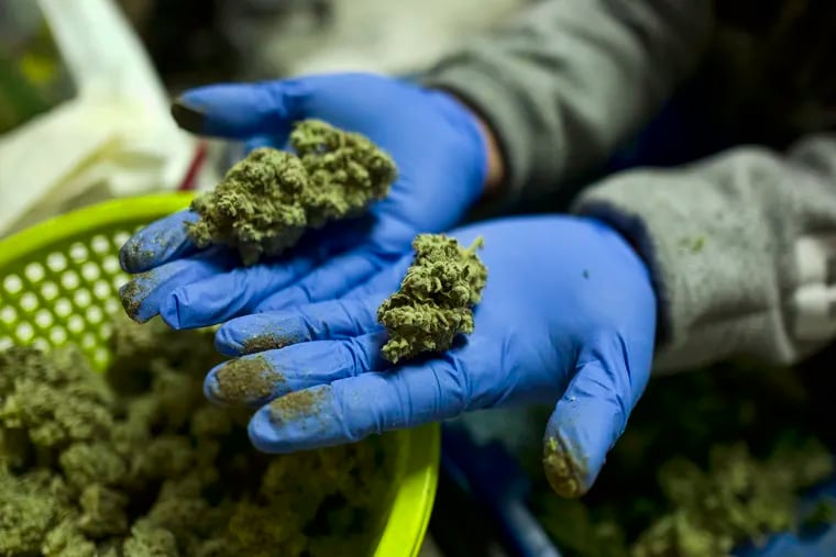 FILE - In this Thursday, April 4, 2019 photo a cannabis worker displays fresh cannabis flower buds that have been trimmed for market in Gardena, Calif. (AP Photo/Richard Vogel,File)