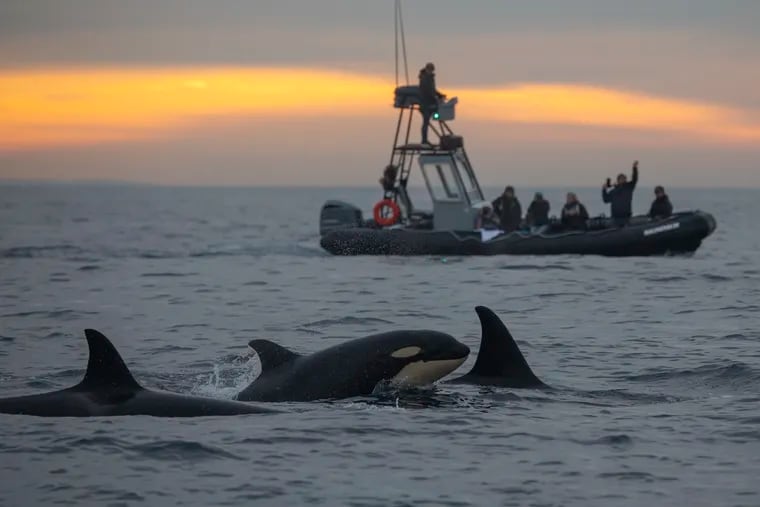A pod of orcas from the Eastern Tropical Pacific population are seen in Southern California.