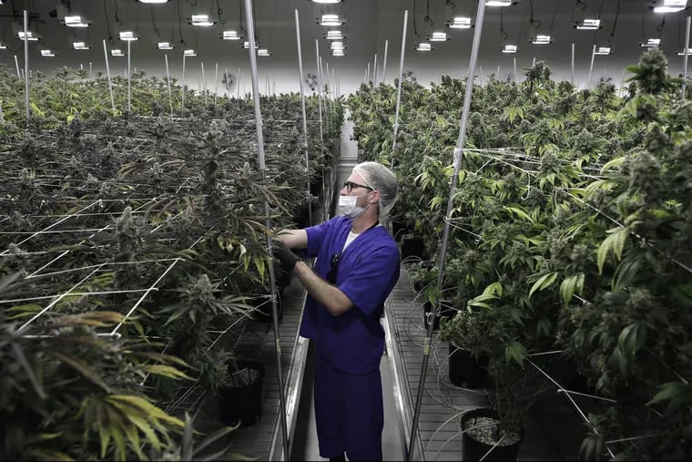 FILE – In this June 28, 2017, file photo, Alessandro Cesario, the director of cultivation, works with marijuana plants at the Desert Grown Farms cultivation facility in Las Vegas. A marijuana trade group says pot production, processing and sales could be a billion-dollar industry in Nevada by 2024. That's a key finding in an economic analysis being released Friday, Oct. 26, 2018, by the Nevada Dispensary Association. It projects that pot-friendly policies in tourist-oriented Las Vegas and Reno could make Nevada one of the nation's largest marijuana marketplaces. State officials have reported almost $530 million in pot sales since July 1, 2017. (AP Photo/John Locher, File)