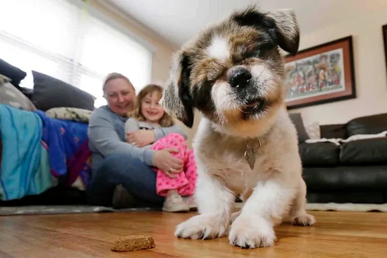 Lucie Greco and her seven year-old daughter Isabella watch as their 14 year-old Pekinese "Chester" plays with a treat in their Malvern home. Advances in veterinary medicine have made it possible for pets to live longer, and dogs and cats, like their human companions, can suffer the ravages of cognitive decline, also known as senility or dementia.