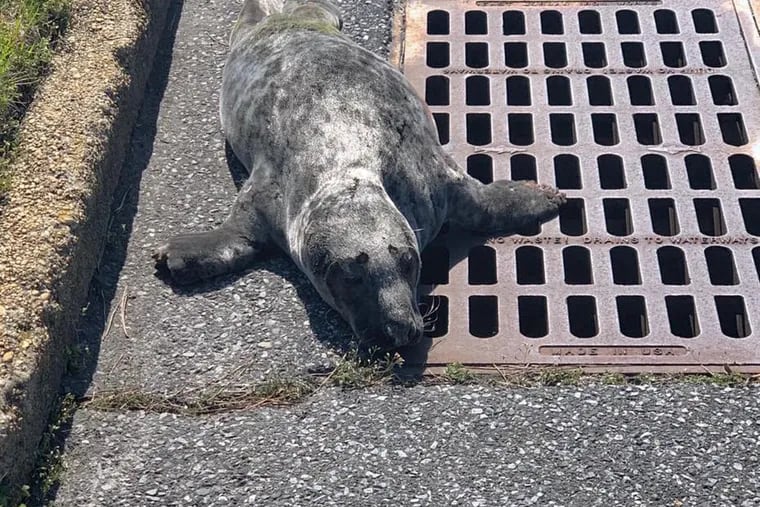 Officers in Brigantine were called to help a seal in distress on the town's beach. They finally found the mammal crawling around a nearby neighborhood.
