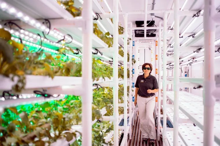 Kristen Waldren, director of strategic initiatives at The Philadelphia Zoo, walks through the zoo's new "Cropbox" — a vertical farm being used to grow plants that are harvested to feed animals.