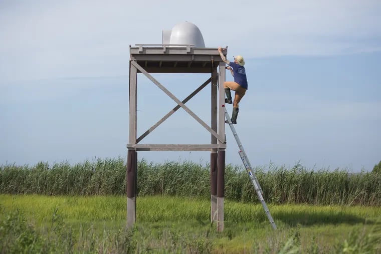 Ben Wurst, field biologist with Conserve Wildlife, climbing his way up the Falcon nest he built. The LBI causeway. July 24, 2018. (Ryan Halbe/ For The Inquirer)