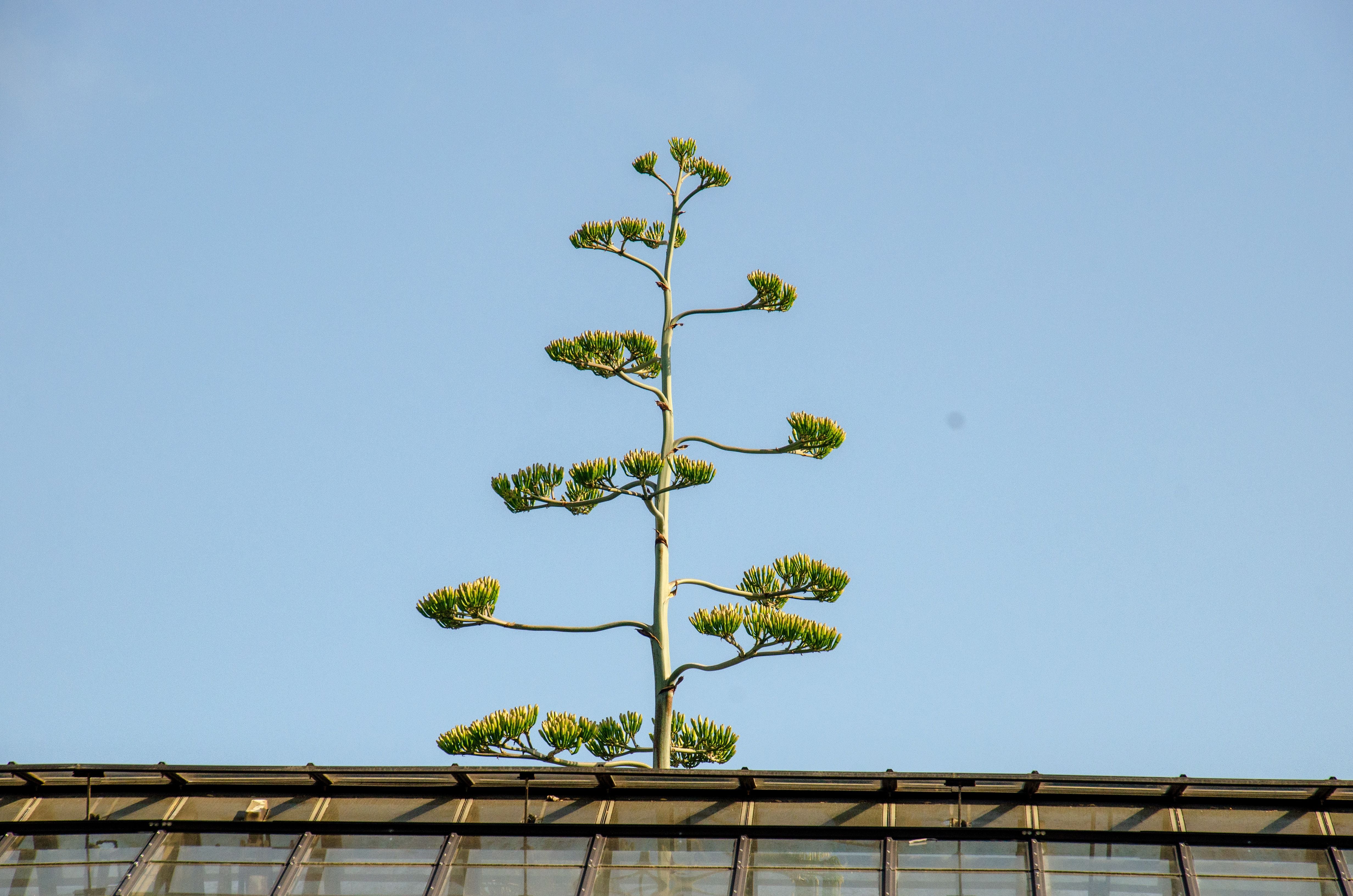 At Longwood Gardens, a century plant is growing through the roof