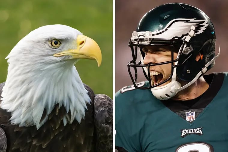 Bald eagles have a few things in common with the Philadelphia Eagles and their underdog Quarterback, Nick Foles.
