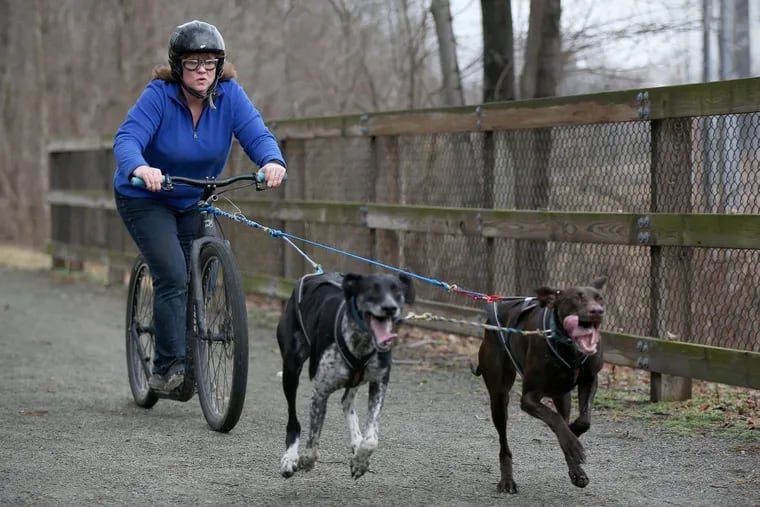 Meredith Michener, of Collegeville, rides her scooter pulled by Greysters Fergus, left, and Kona during dryland mushing practice at the Schuylkill River Trail's Cromby Trailhead in Phoenixville on Saturday, Feb. 24, 2018. TIM TAI / Staff Photographer