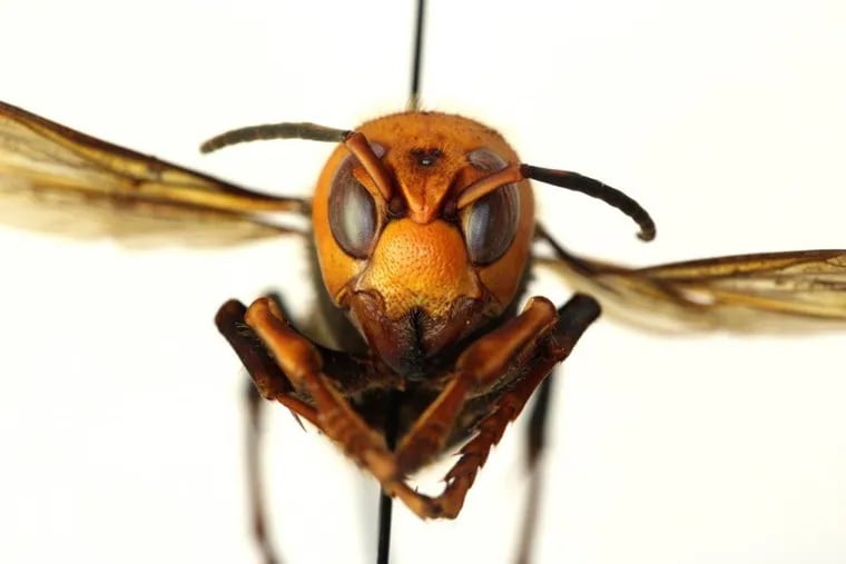 A dead Asian giant hornet (Vespa mandarinia), or "murder hornet."