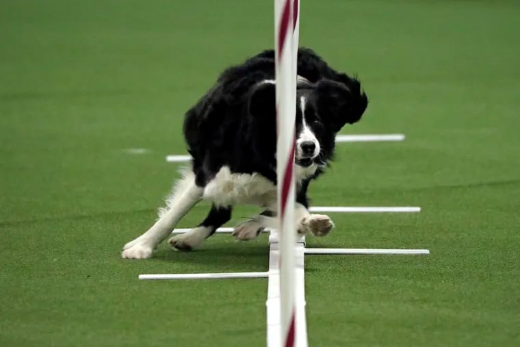 Border collie named Stella competes in the masters agility preliminary rounds during the Westminster Kennel Club Dog Show, Saturday, Feb. 9, 2019, in New York. (AP Photo/Wong Maye-E)
