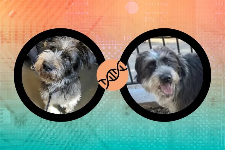A Delaware woman’s DNA test for her rescue dog, Goober, revealed he had a littermate nearby in Philadelphia. Through social media, Goober and his brother, Otto, were able to reunite.