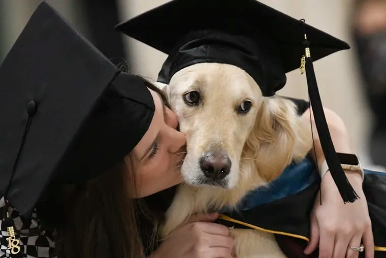 "Griffin" Hawley, the Golden Retriever service dog, is given a congratulations hug by his owner Brittany Hawley after being presented an honorary diploma by Clarkson, during the Clarkson University "December Recognition Ceremony" in Potsdam, N.Y., Saturday Dec. 15, 2018. Griffin's owner, Brittany Hawley, also received a graduate degree in Occupational Therapy. Both attended 100% of their classes together. (AP Photo/Steve Jacobs)