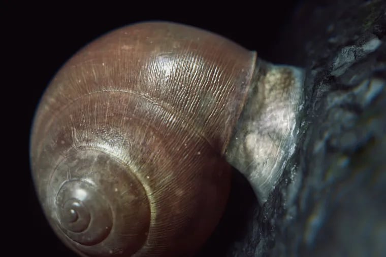 Some snails make a slimy superglue that can be turned on and off - now Penn scientists are doing the same.