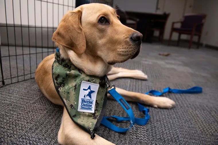 Training service dogs for military members is therapy for veterans at Penn’s new program