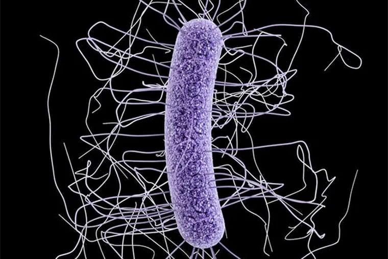 Clostridium difficile infections often occur after treatment with antibiotics.