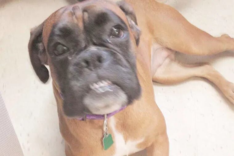 It looks like Nikita, a boxer mix, is smiling for the camera.