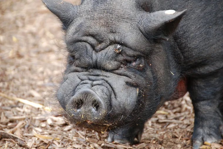 File photo of a potbellied pig.
